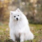 Essential Dog Care Tips Every Owner Should Know in 2025