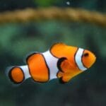 Easy Aquatics: Top 10 Low-Maintenance Fish for Beginners