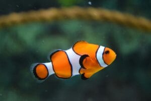 Low-Maintenance Fish